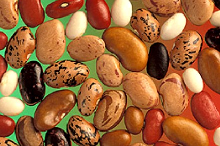 Variety of Dried Common Beans
